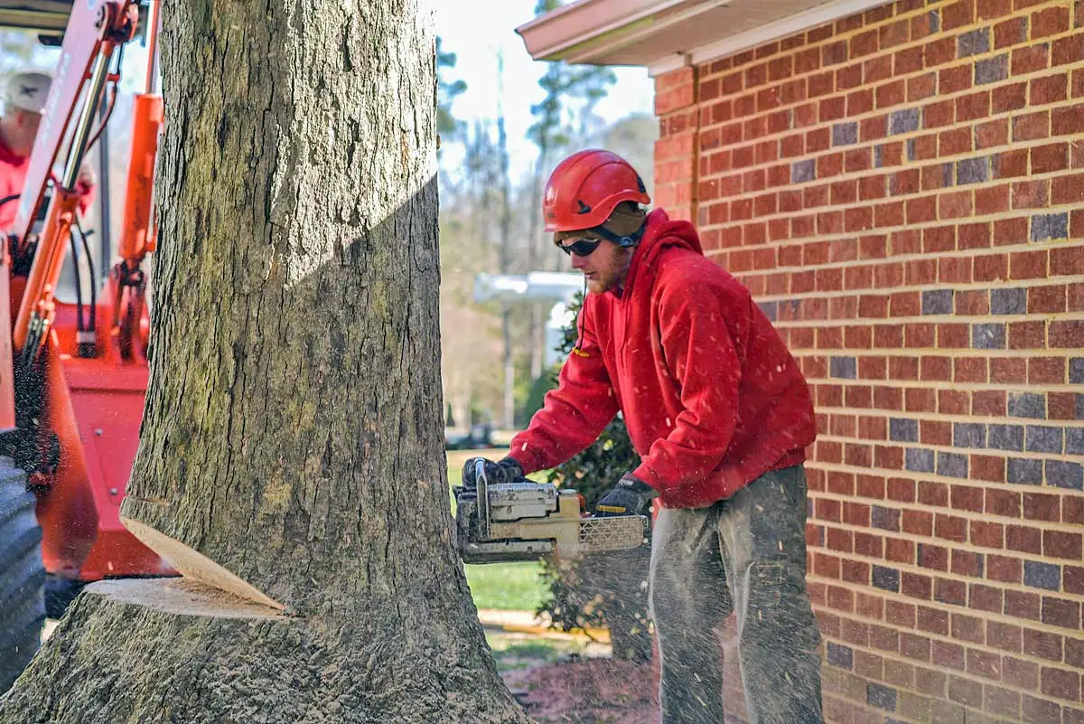 Tree Removal Services